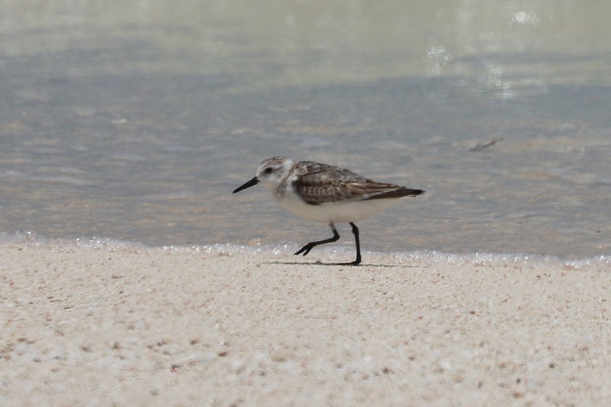 Побережник білий - ML647343524