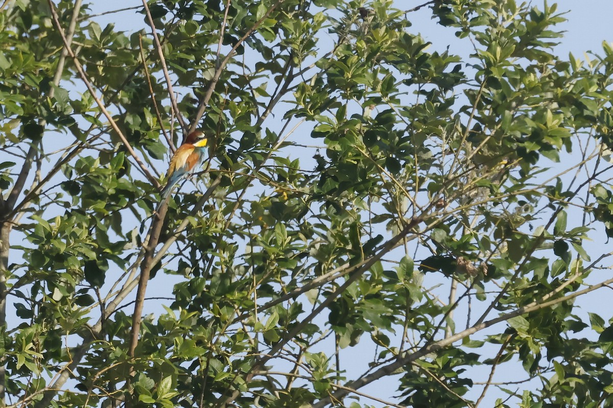 Бджолоїдка звичайна - ML647343525