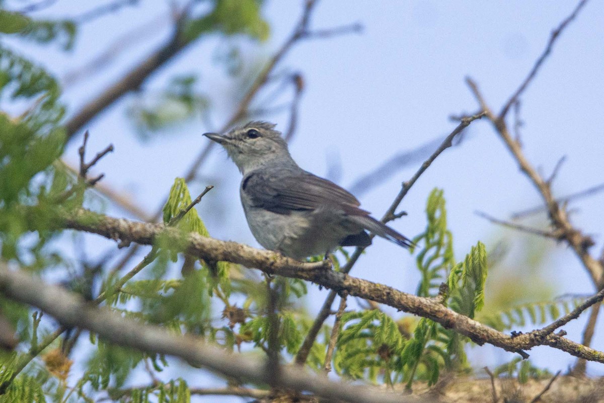 Мухоловка попеляста - ML647343526