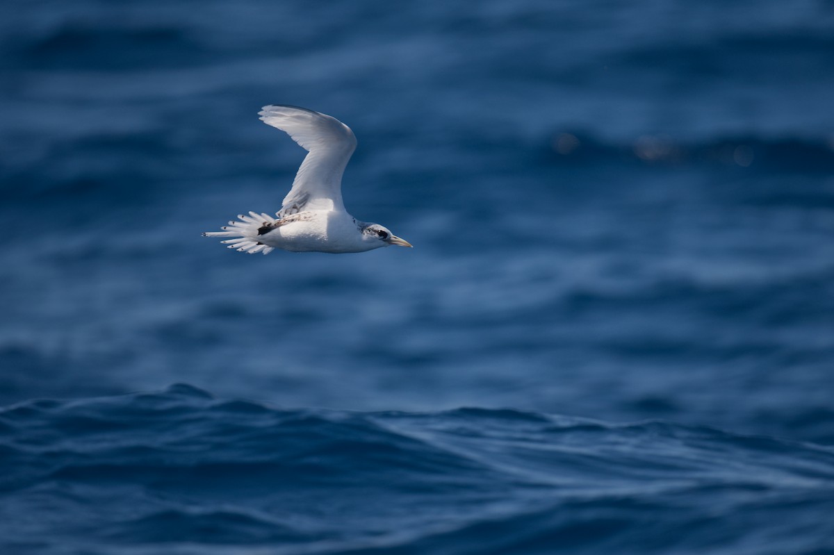 Фаетон білохвостий - ML647343528