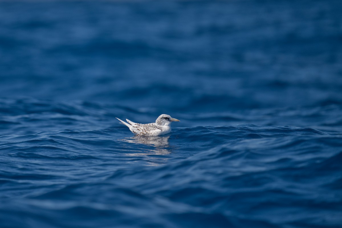 Фаетон білохвостий - ML647343529