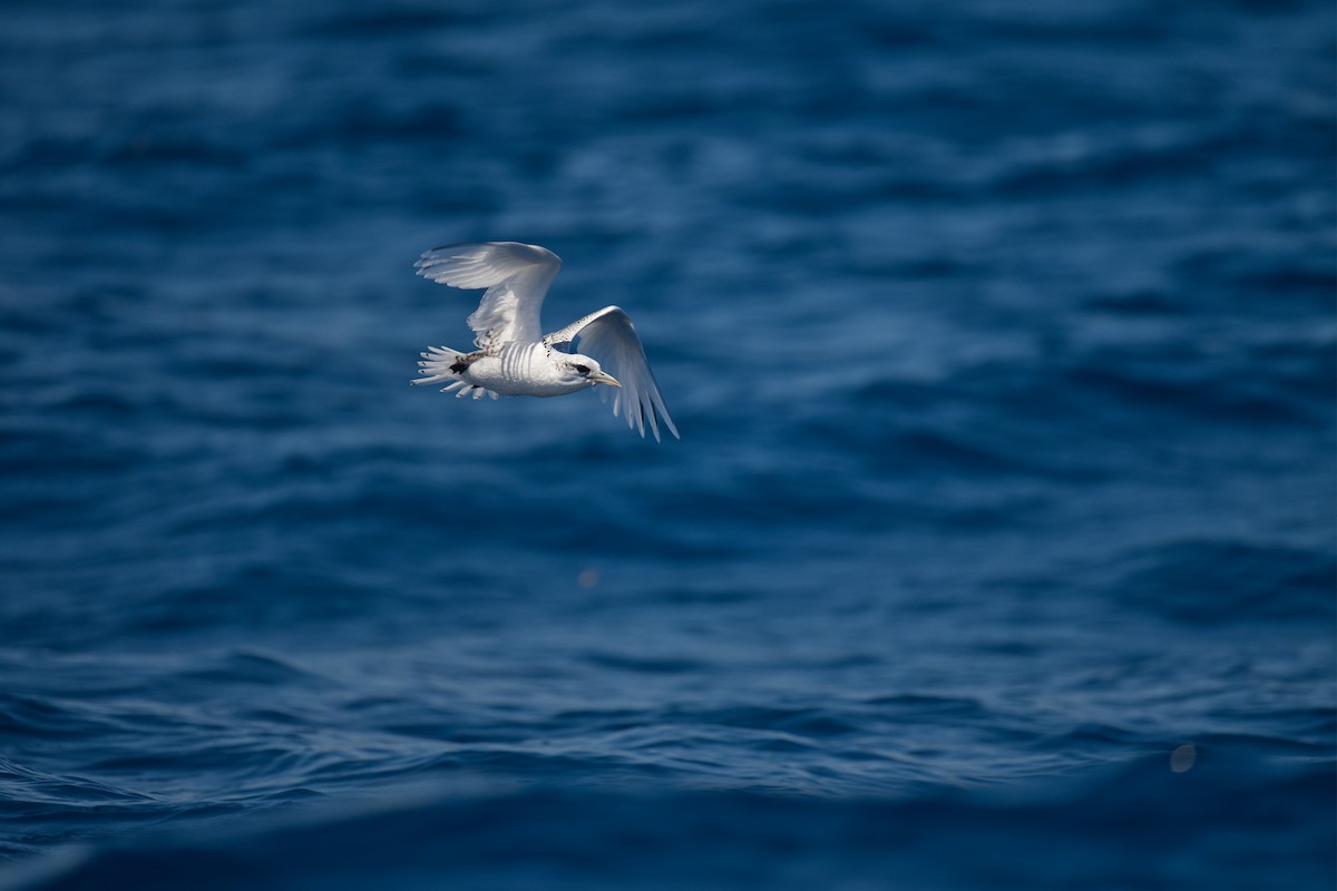 Фаетон білохвостий - ML647343530