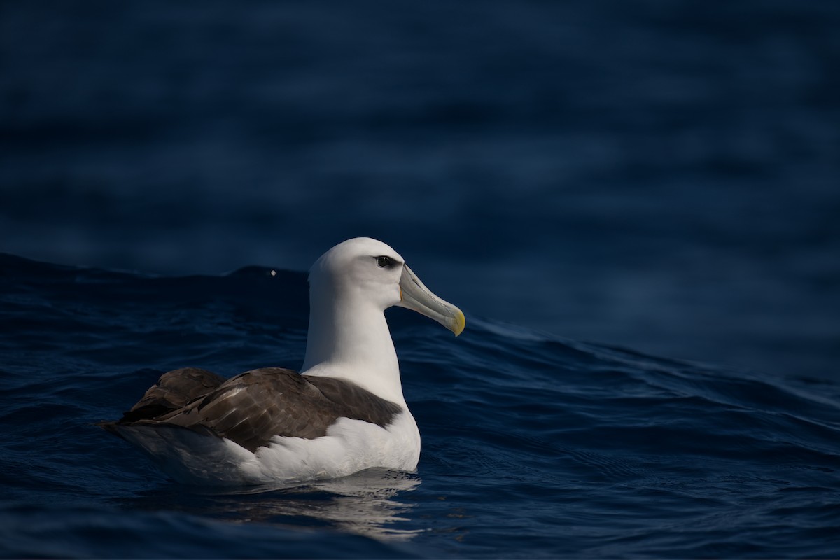 Альбатрос сірощокий - ML647343532