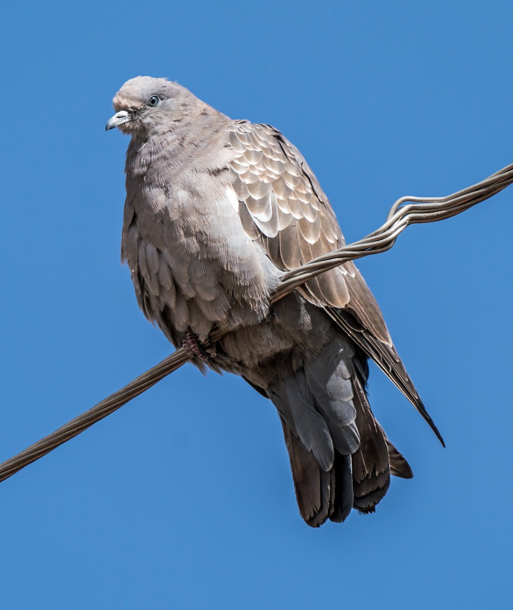 Голуб парагвайський - ML647343533