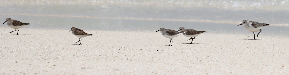 Побережник рудоголовий - ML647343535