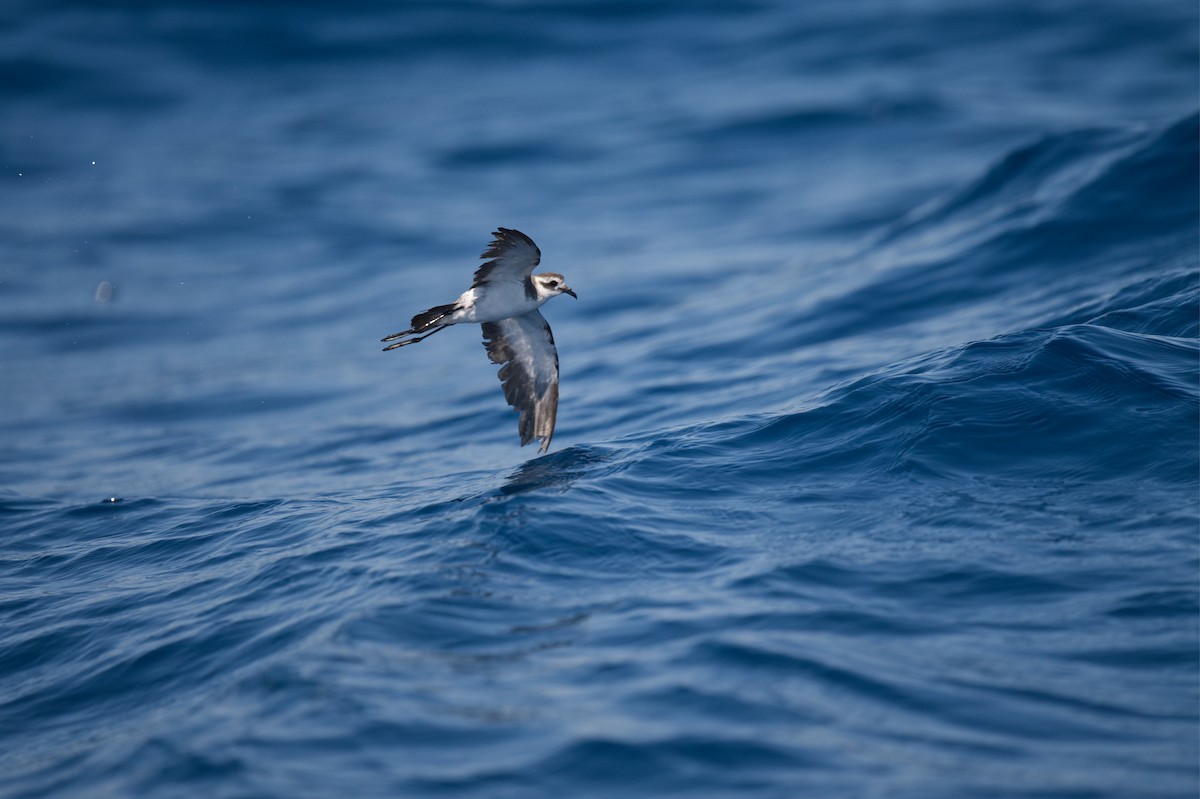 Океанник білобровий - ML647343536