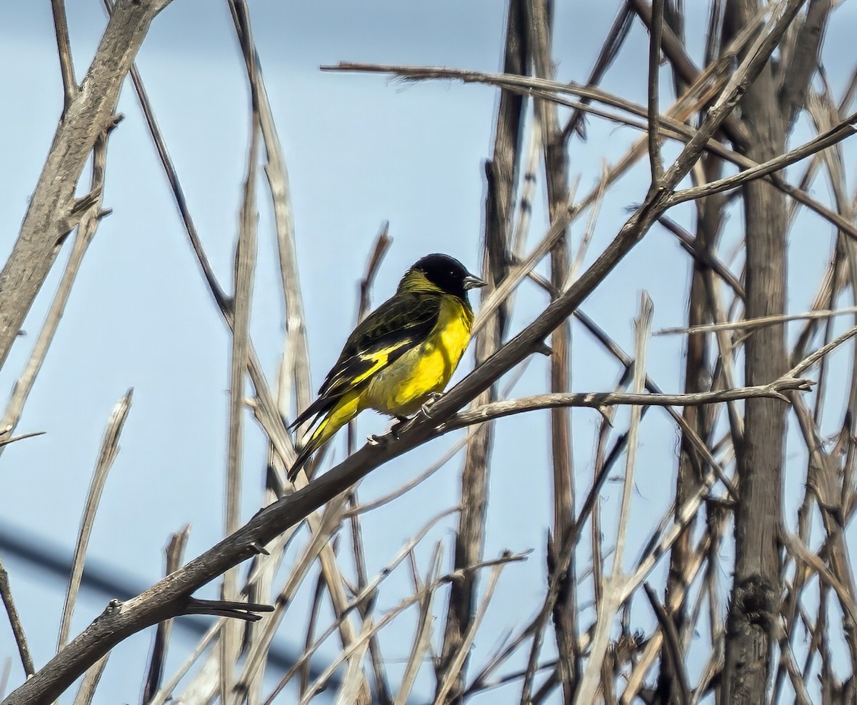 Чиж чорноголовий - ML647343537