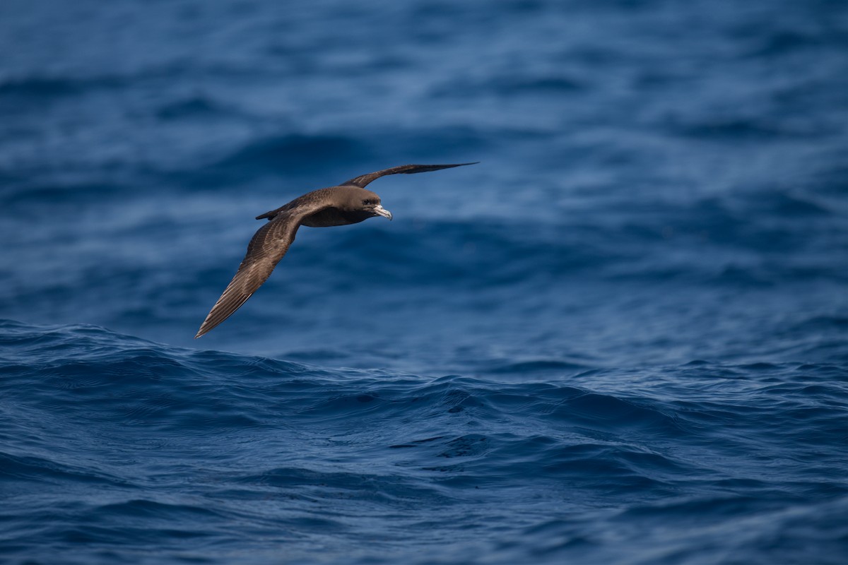 Буревісник світлоногий - ML647343538