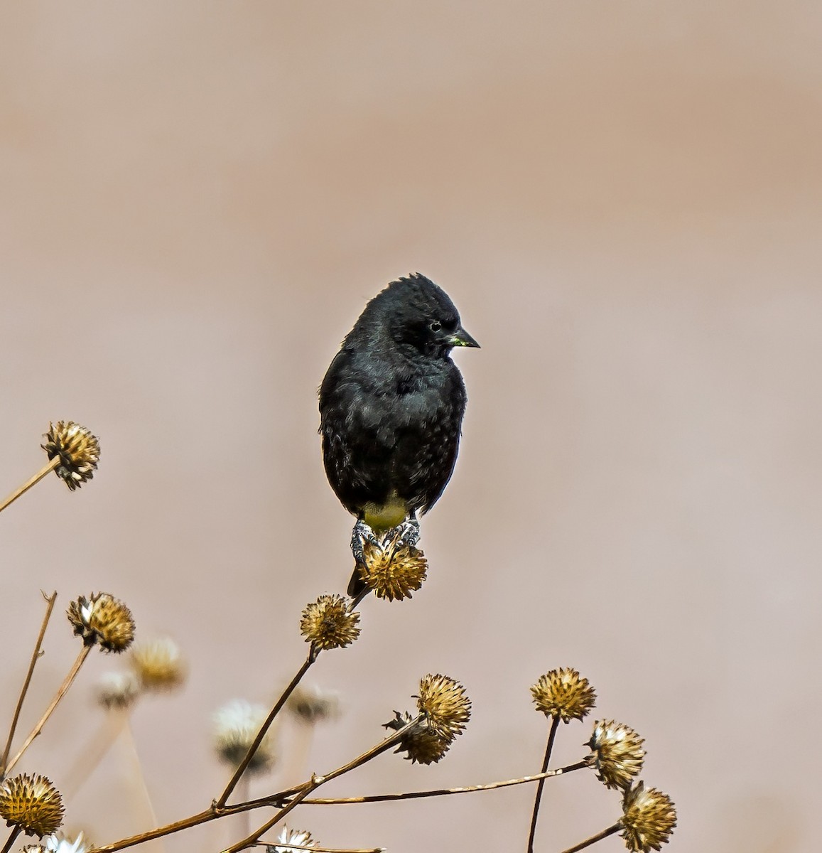 Чиж чорний - ML647343540