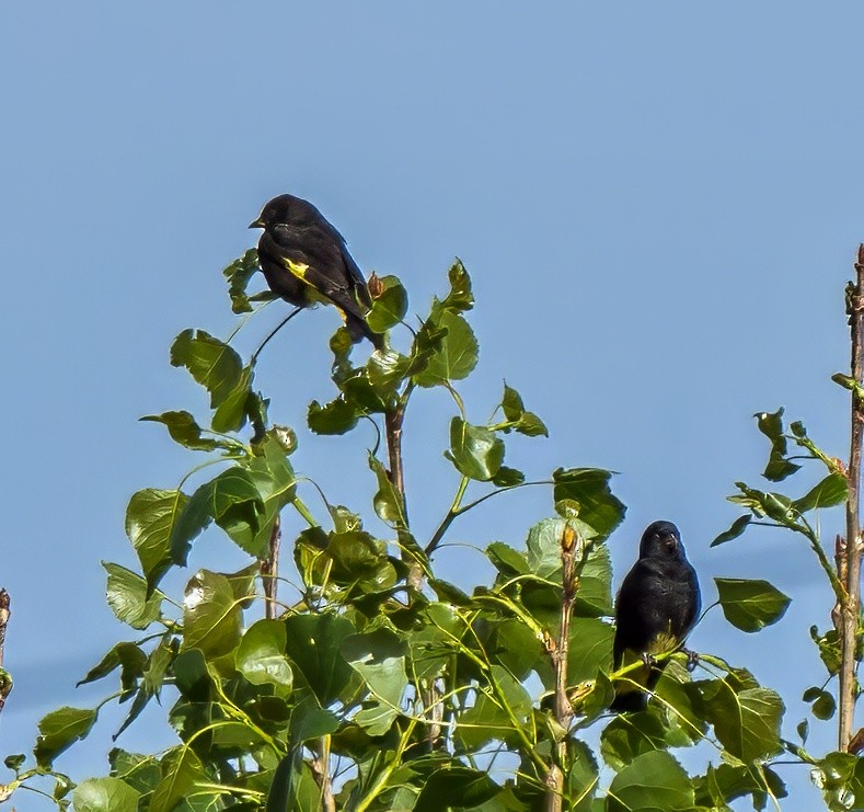 Чиж чорний - ML647343541