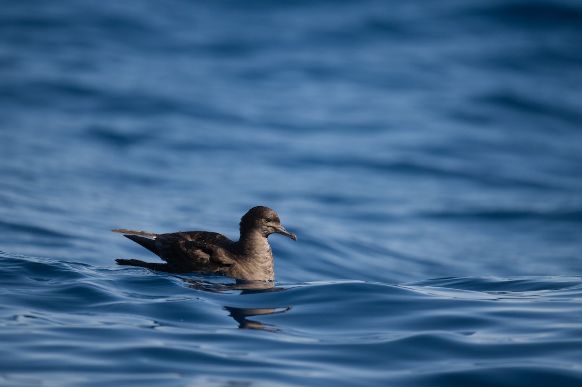 Буревісник тонкодзьобий - ML647343542