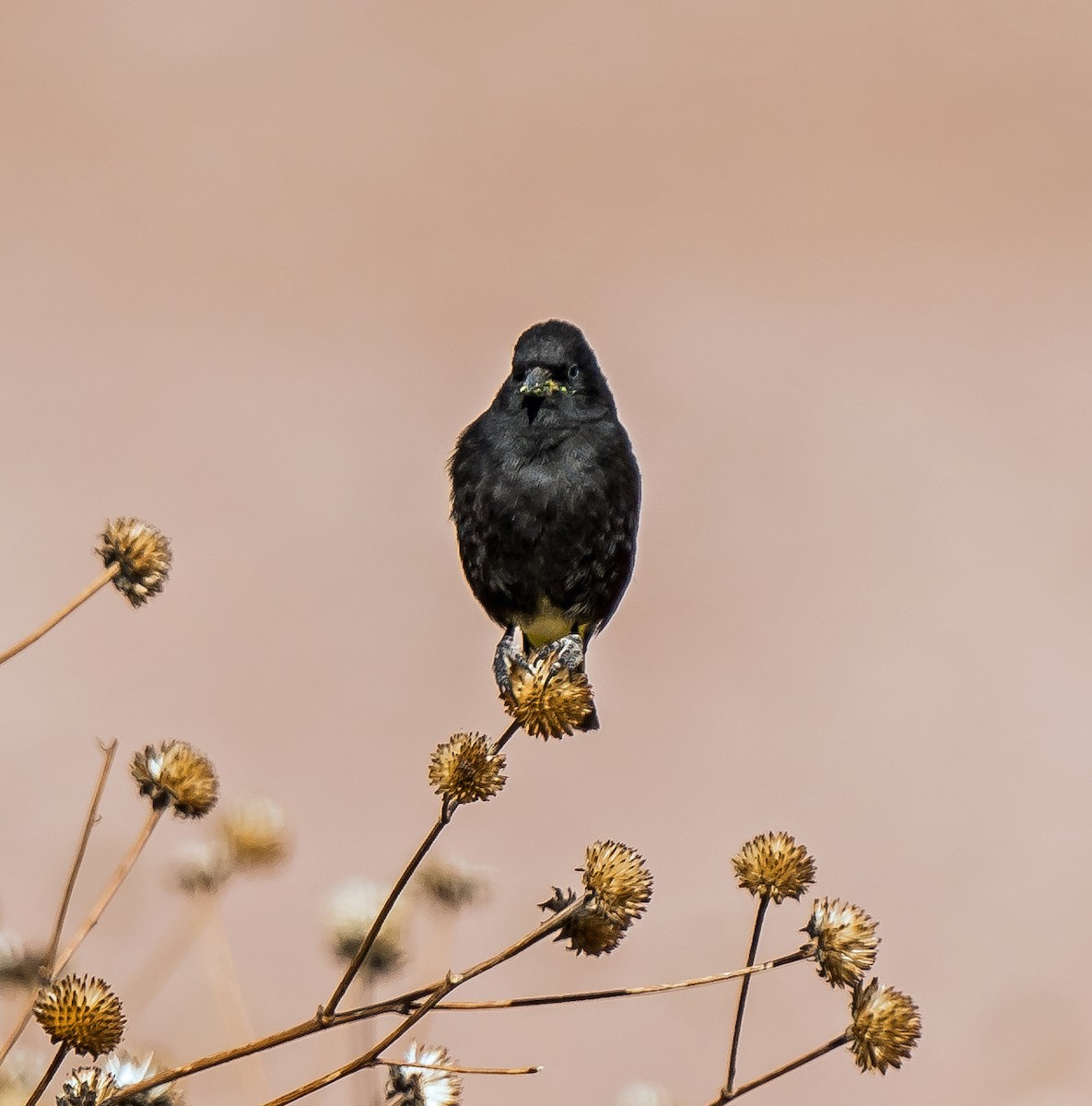 Чиж чорний - ML647343544