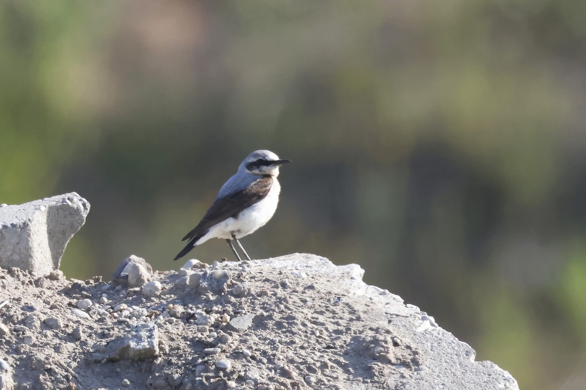 Кам'янка звичайна - ML647343545