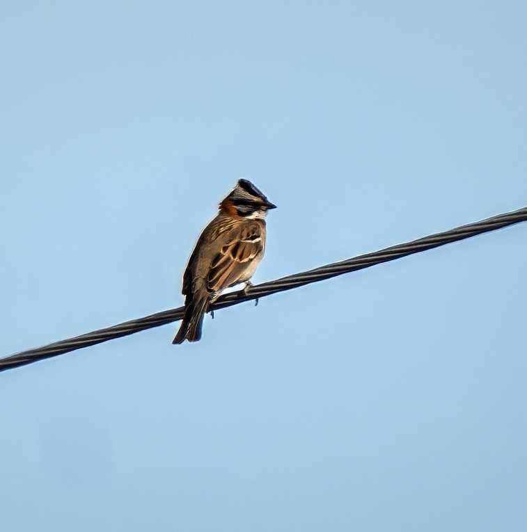 Бруант рудошиїй - ML647343547