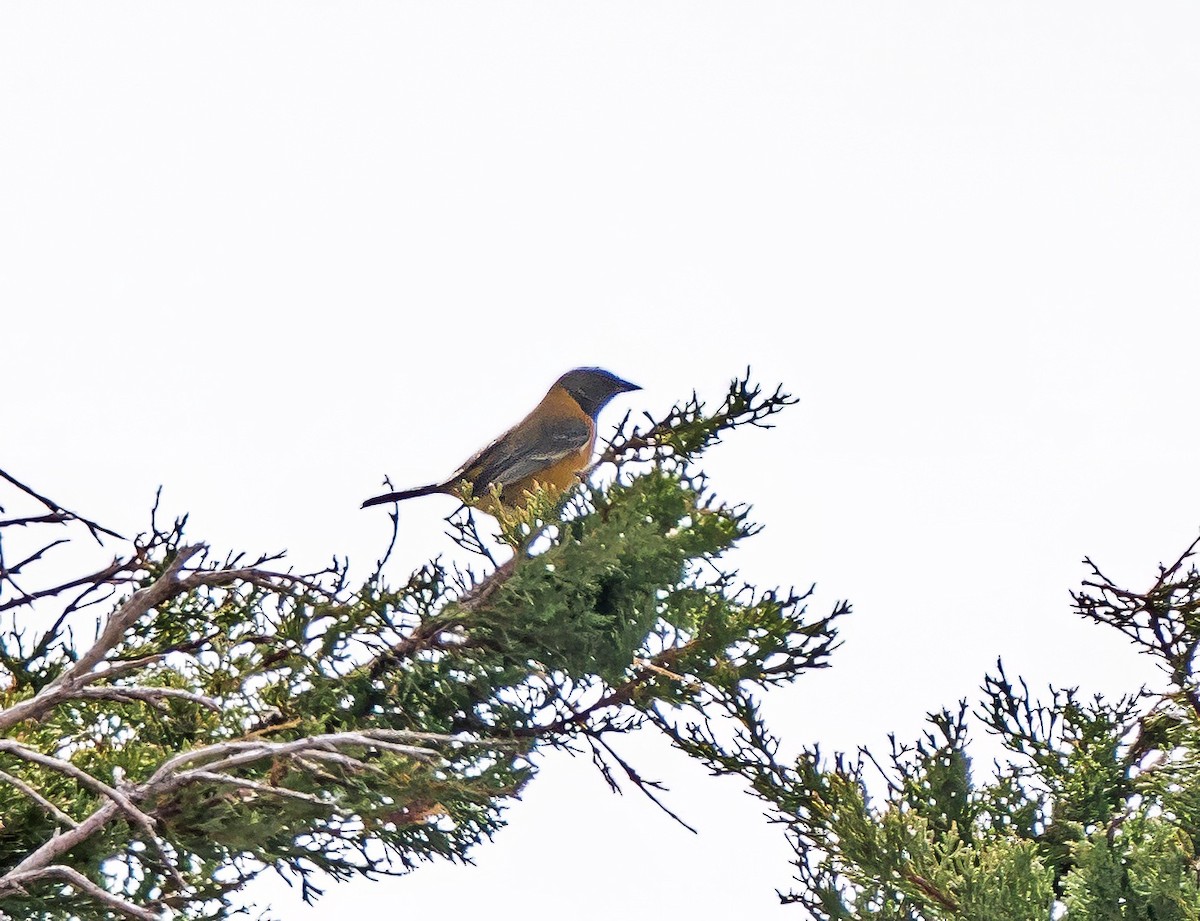 Вівсянчик чорноголовий - ML647343549