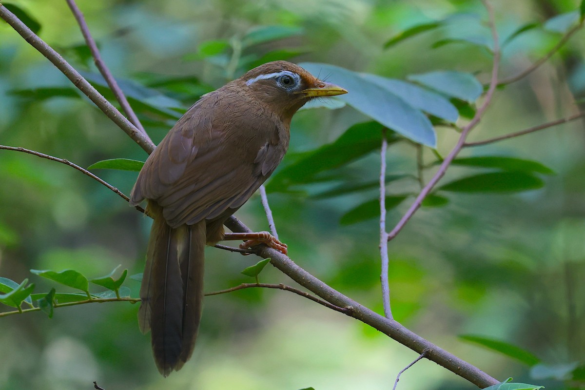 Гуамея світлоока - ML647343552