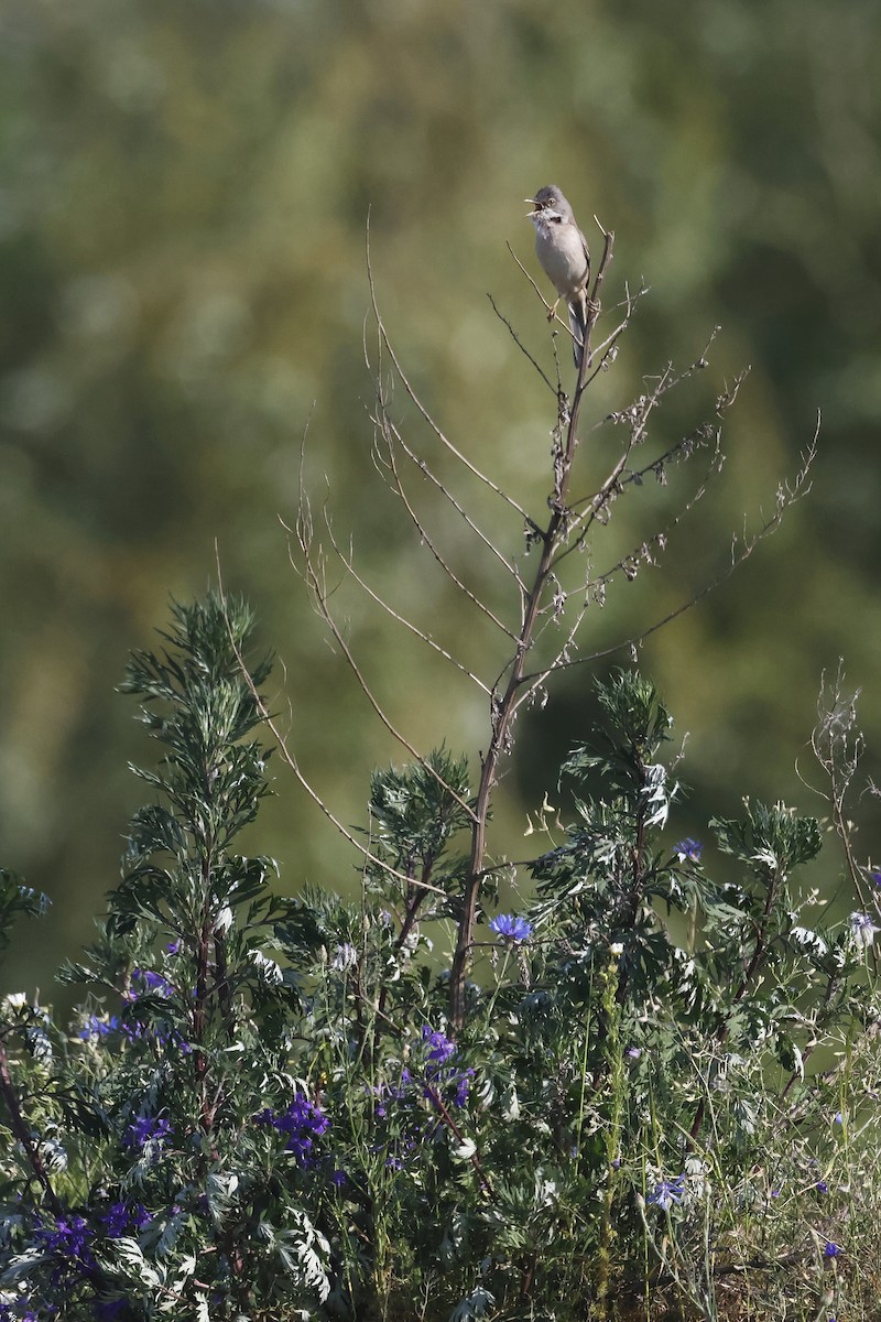 Greater Whitethroat - ML647343553