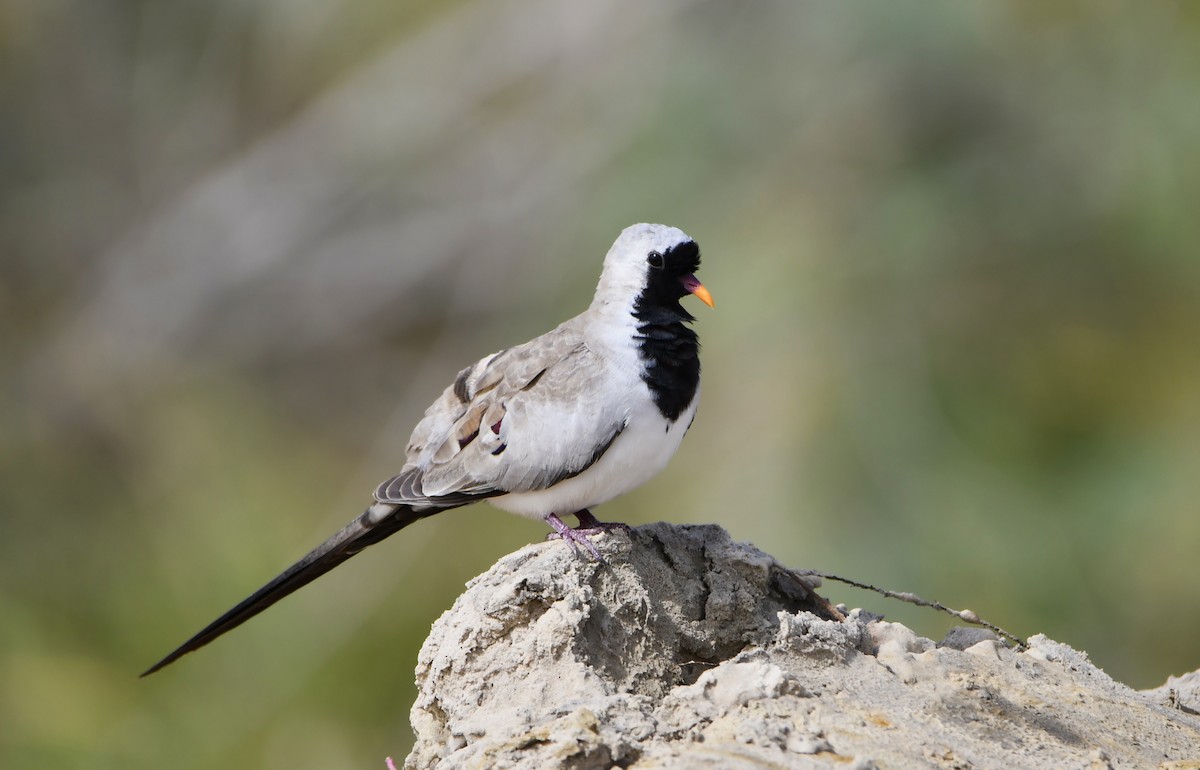 hrdlička kapská - ML647343574