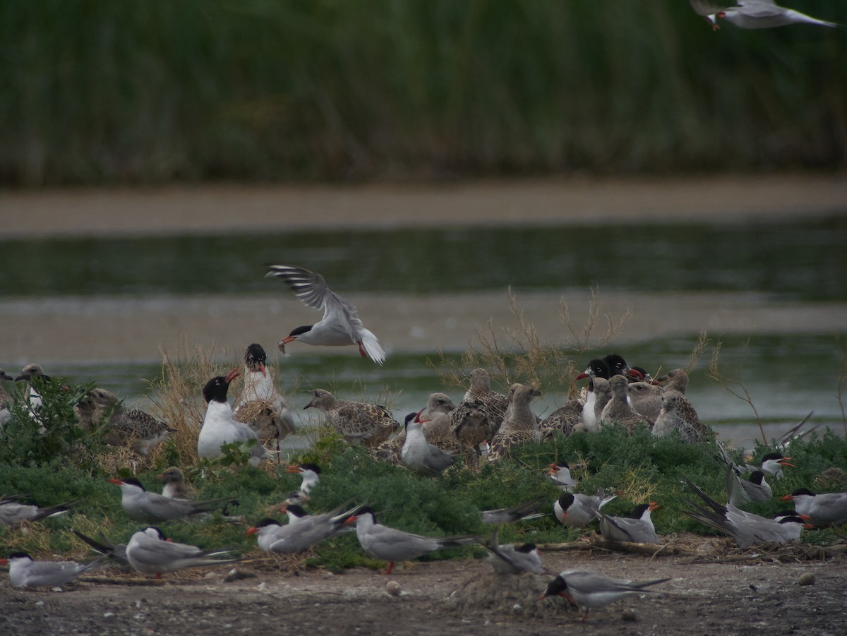 שחף שחור-ראש - ML647343589