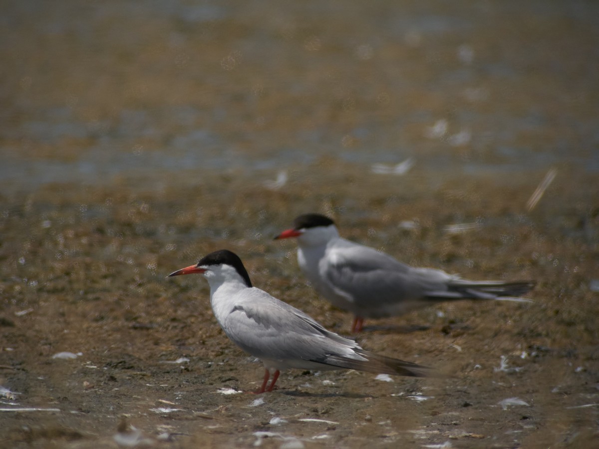 Common Tern - ML647343592