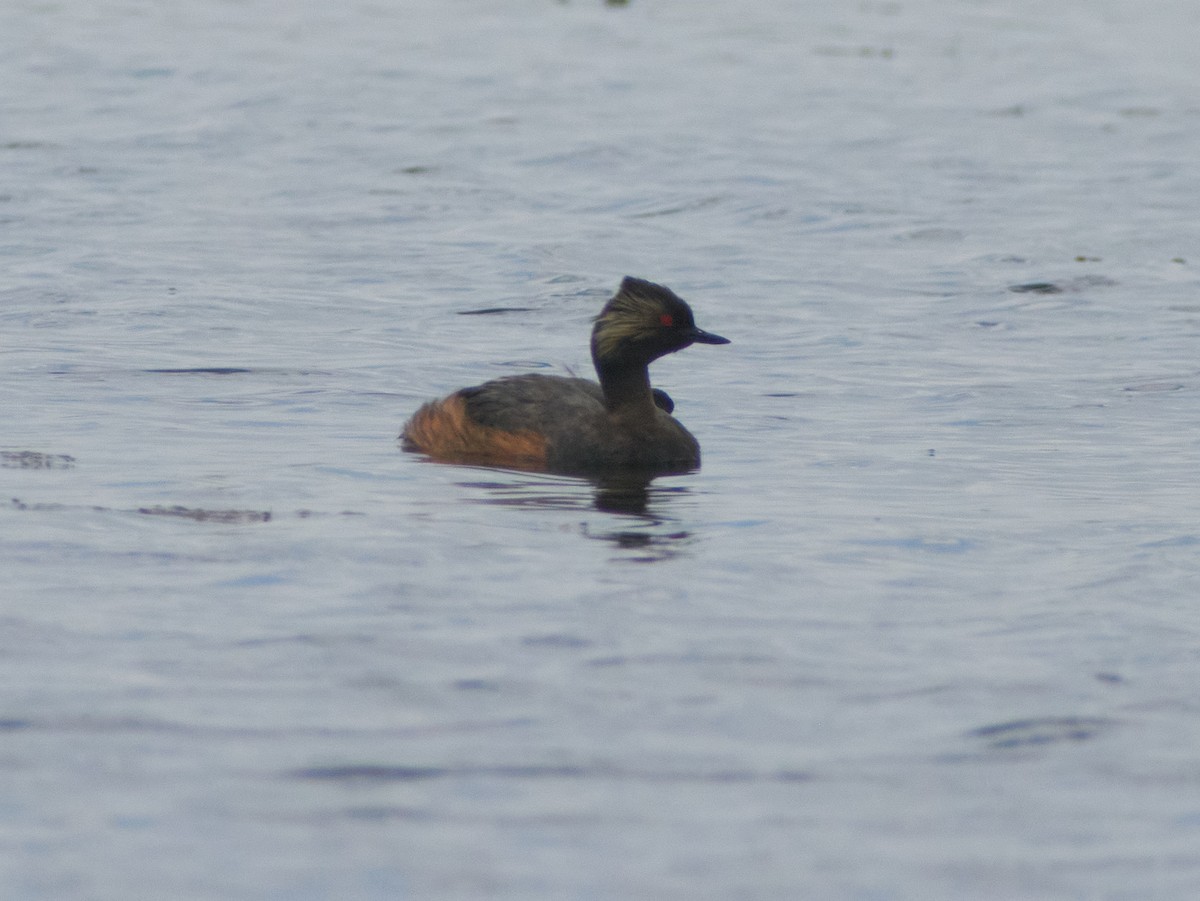 Eared Grebe - ML647343602