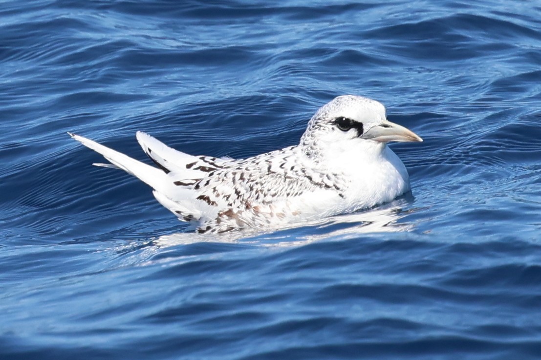 シラオネッタイチョウ - ML647343604