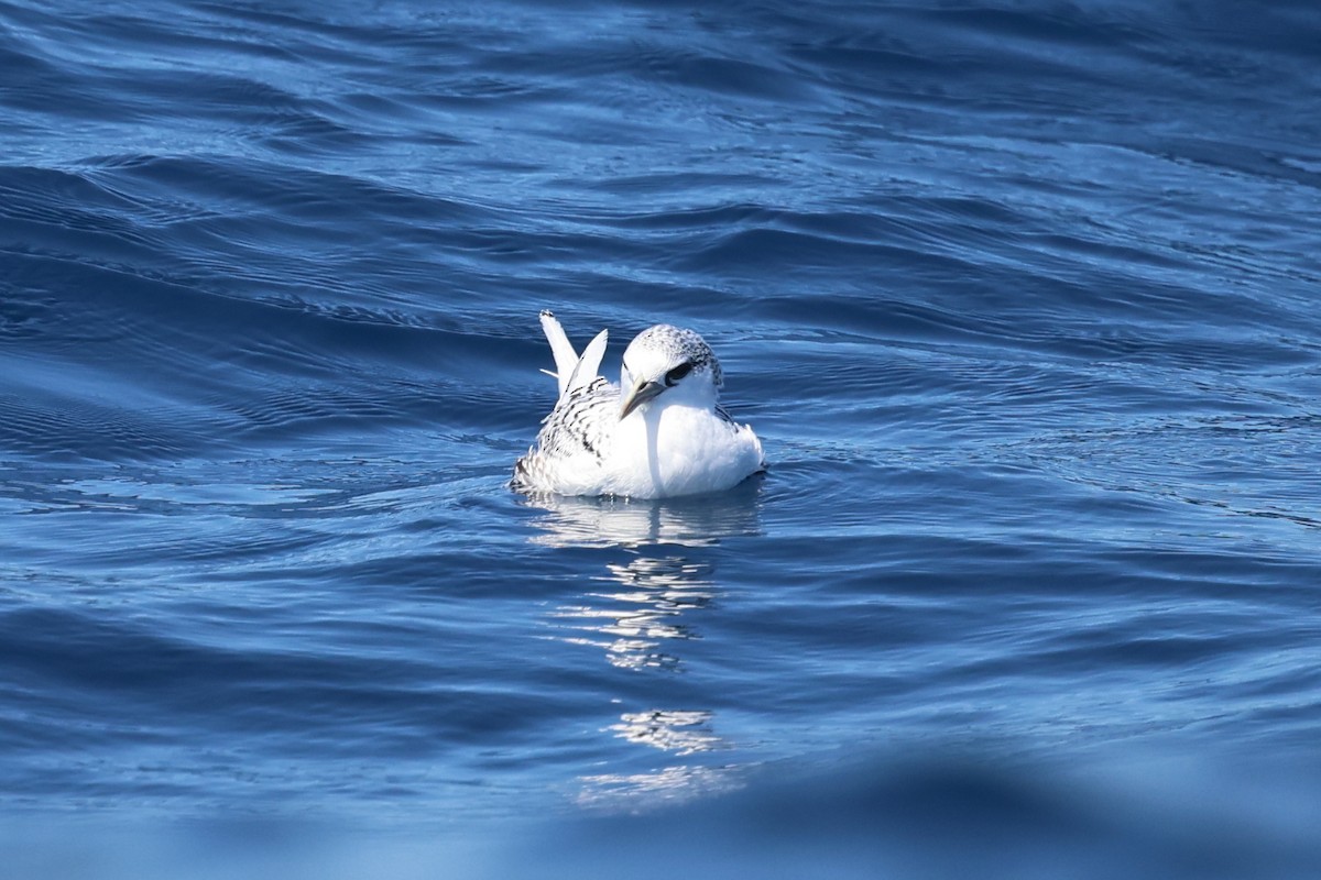 シラオネッタイチョウ - ML647343605