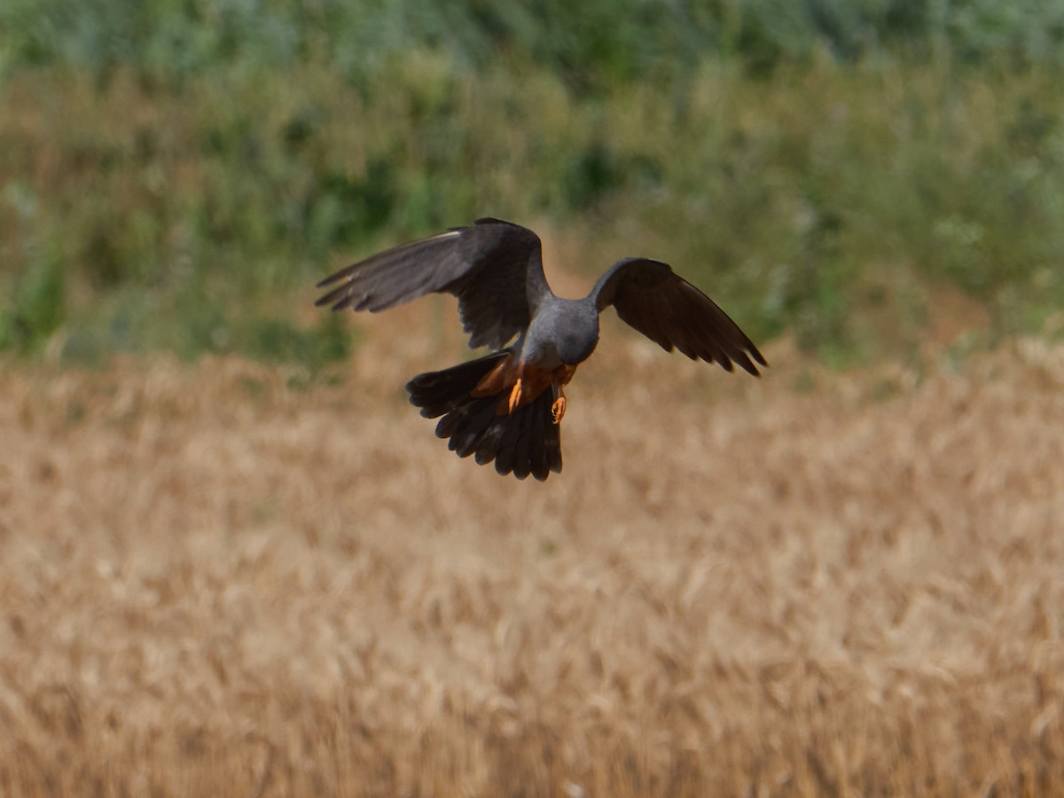 Red-footed Falcon - ML647343616