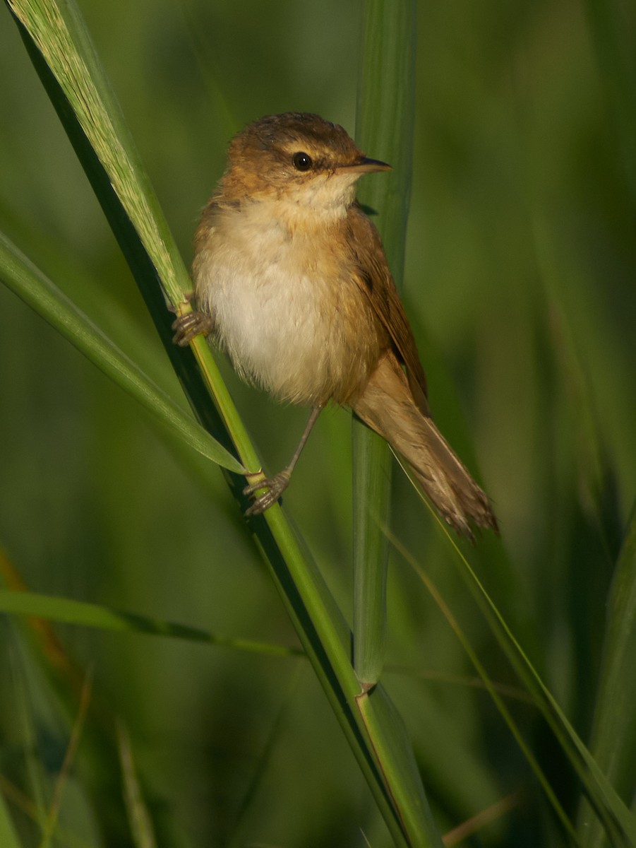 Marsh Warbler - ML647343622