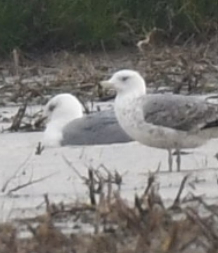 Хохотунья - ML647343629