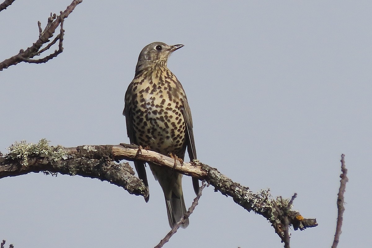 槲鶇 - ML647343649