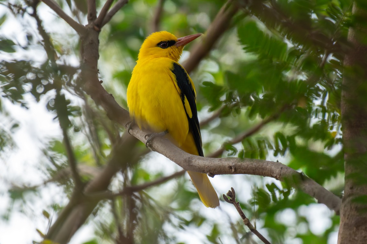 Indian Golden Oriole - ML647343663