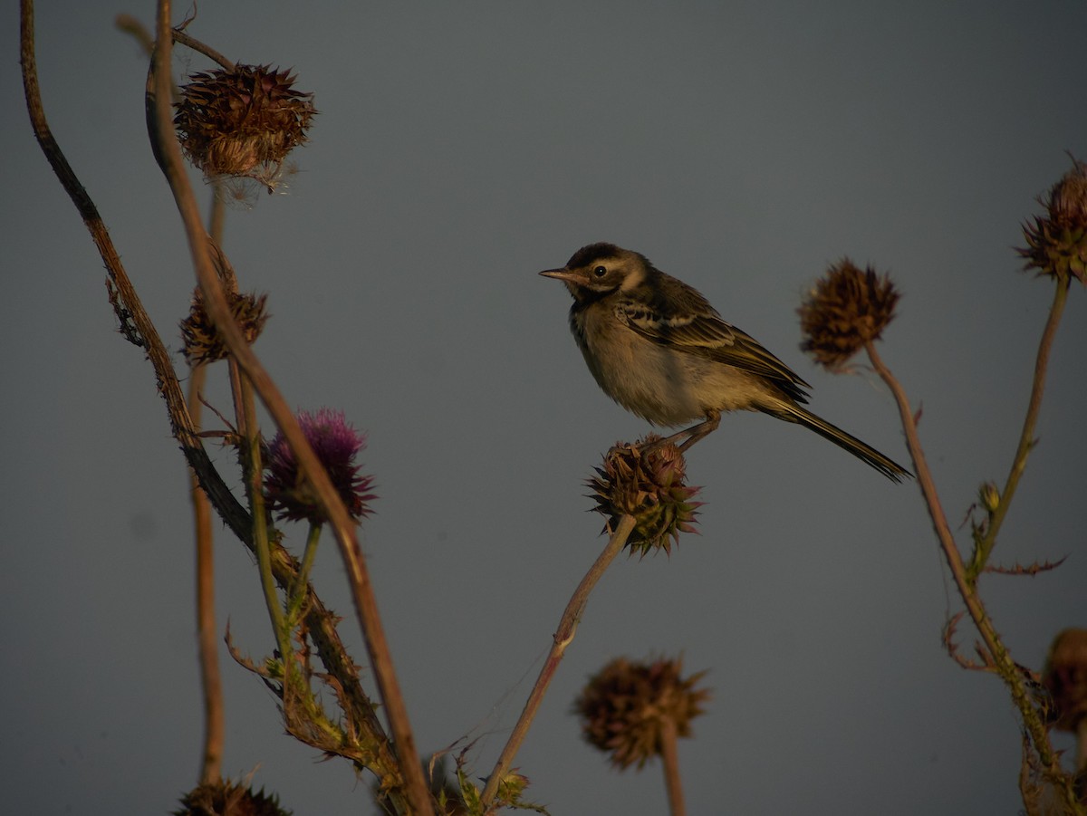 linerle - ML647343693