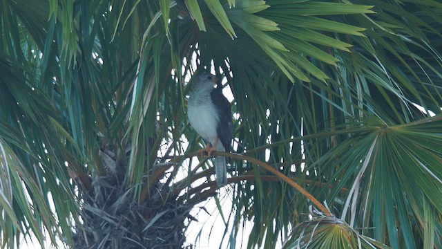 Gray Goshawk - ML647343707