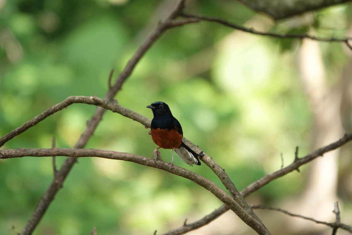White-rumped Shama - ML647343718
