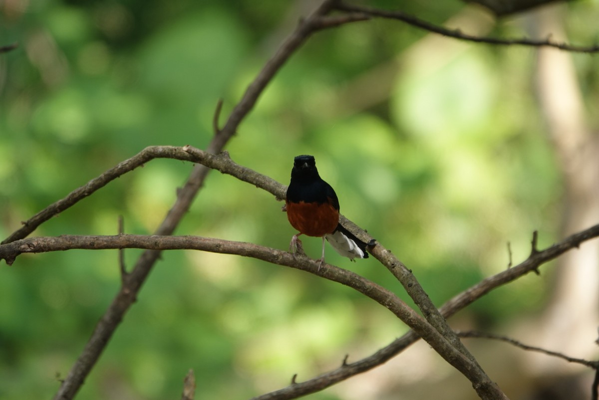 White-rumped Shama - ML647343719