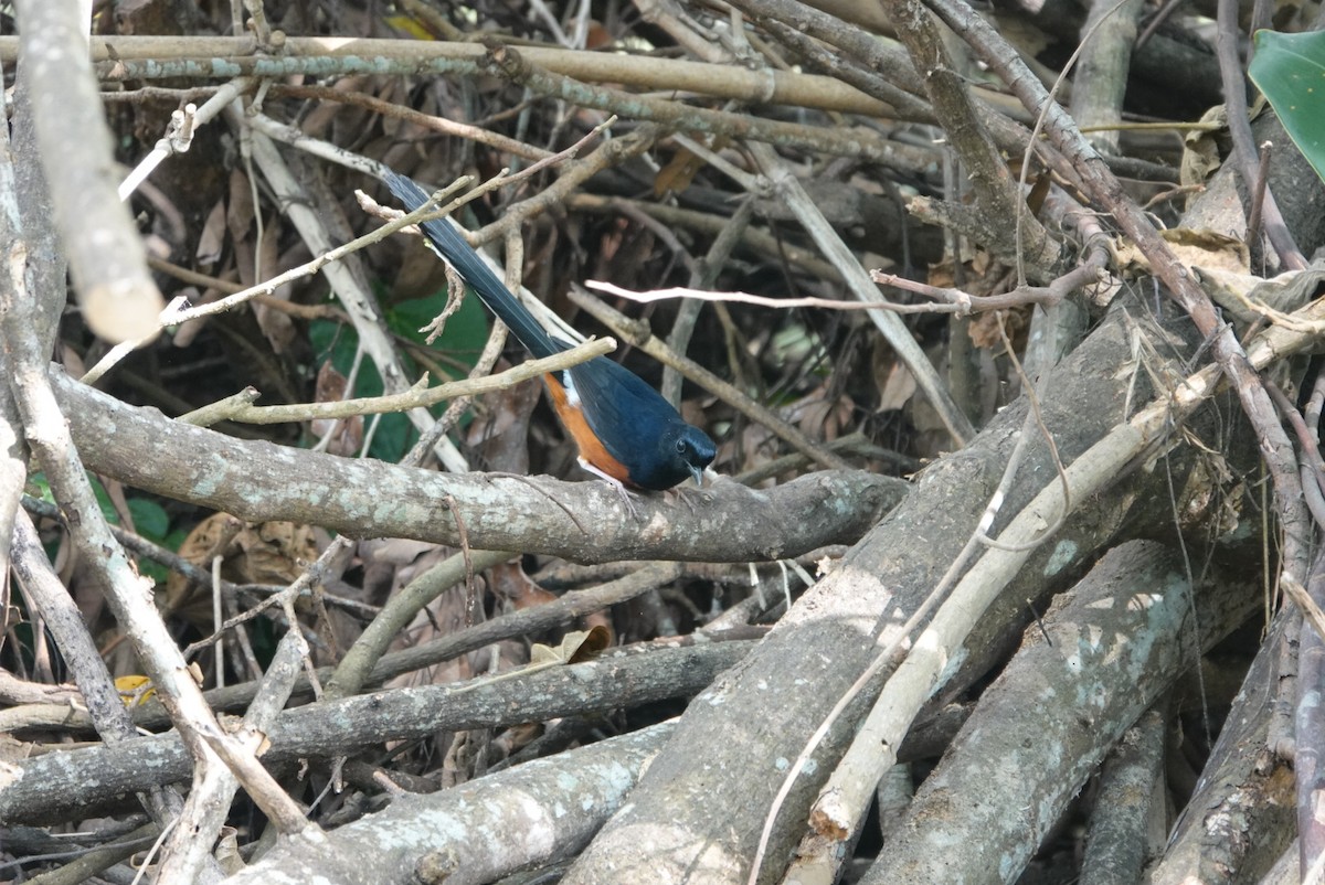 White-rumped Shama - ML647343720