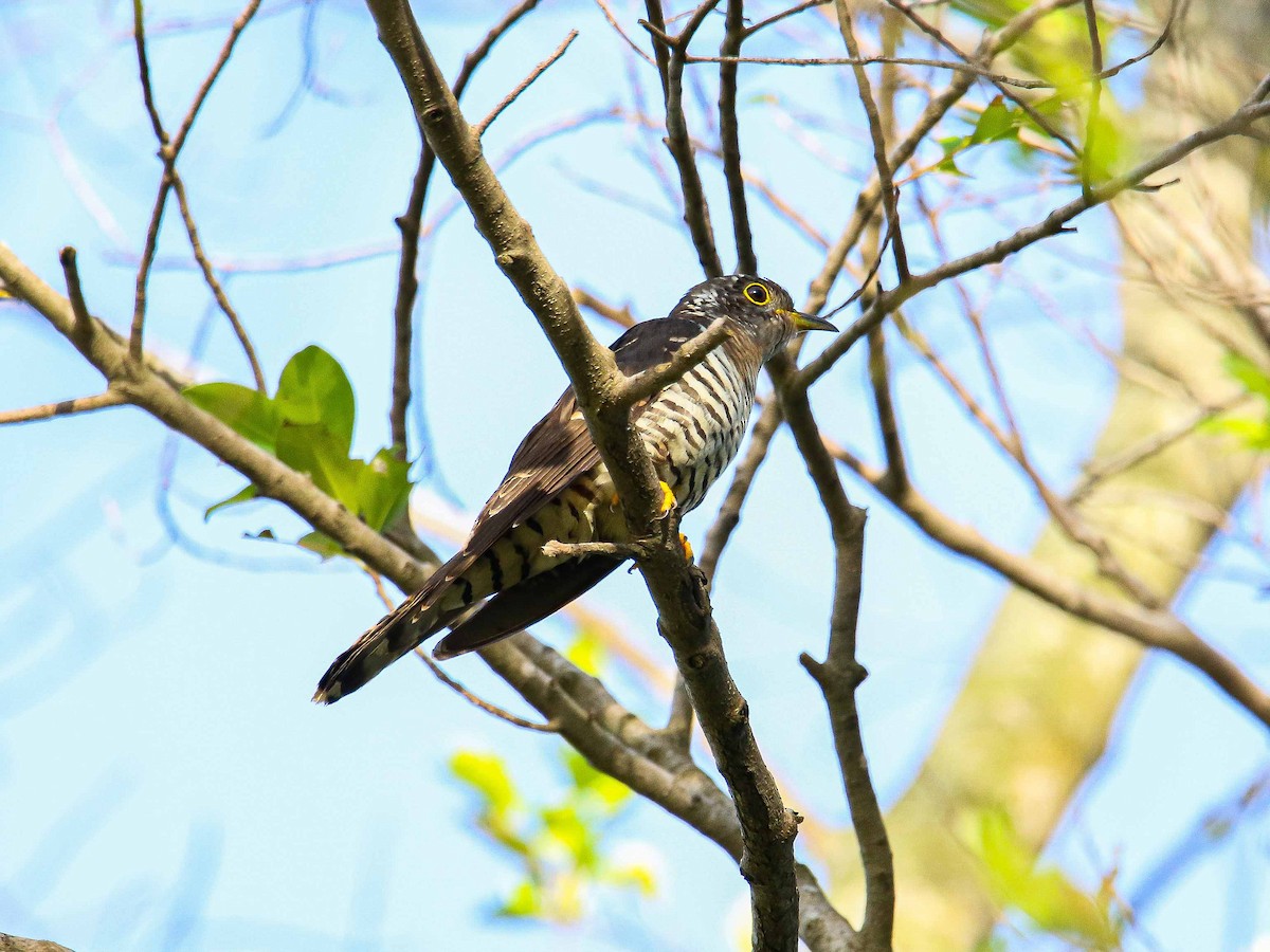 Indian Cuckoo - ML647343723