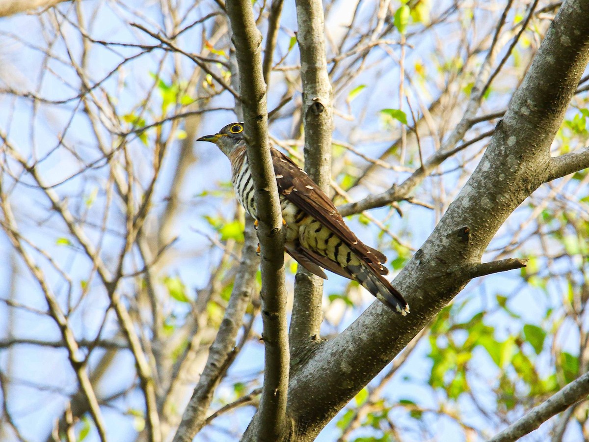 Indian Cuckoo - ML647343725