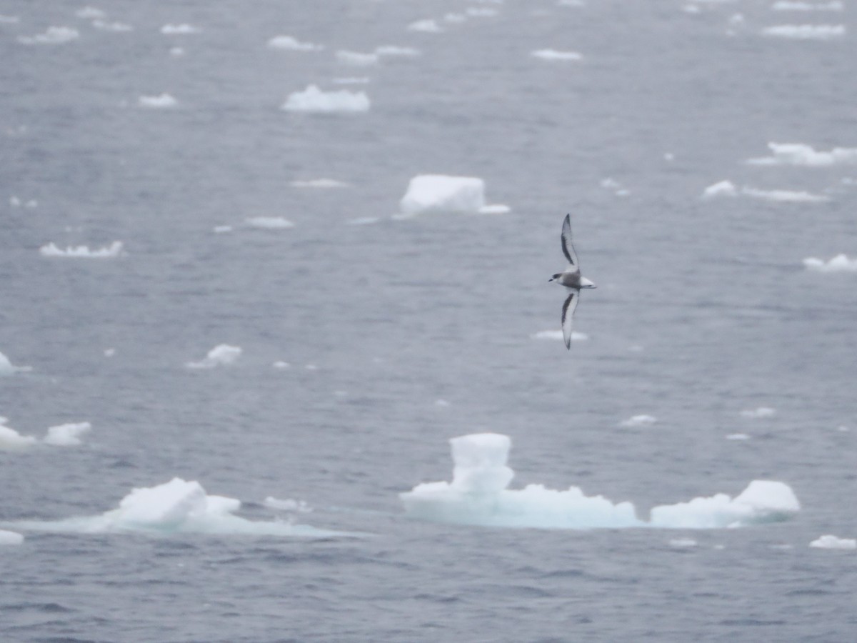 Pétrel maculé - ML647343737