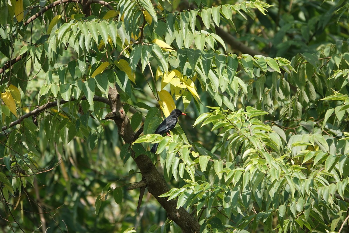 Black Bulbul - ML647343738