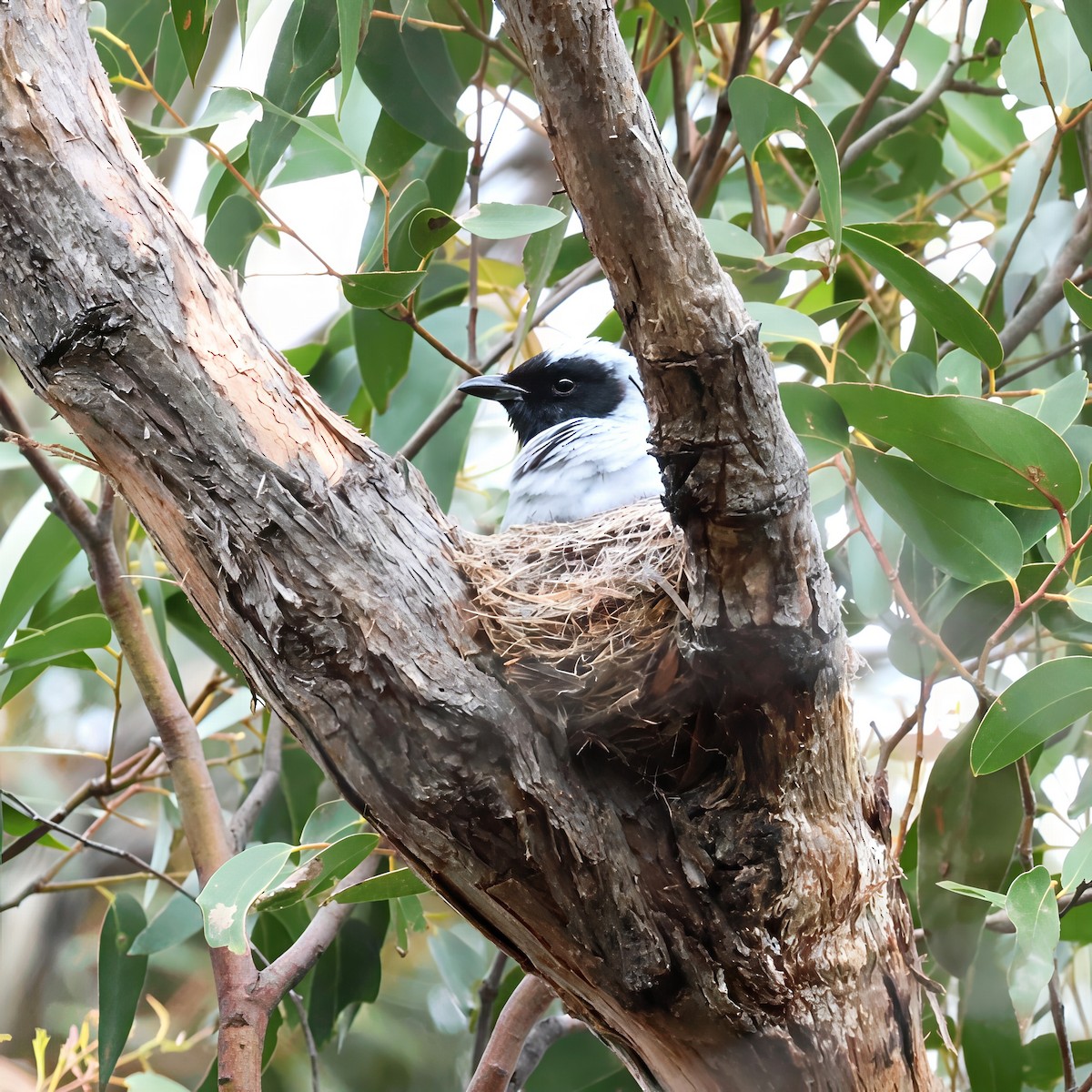 Black-faced Cuckooshrike - ML647343744
