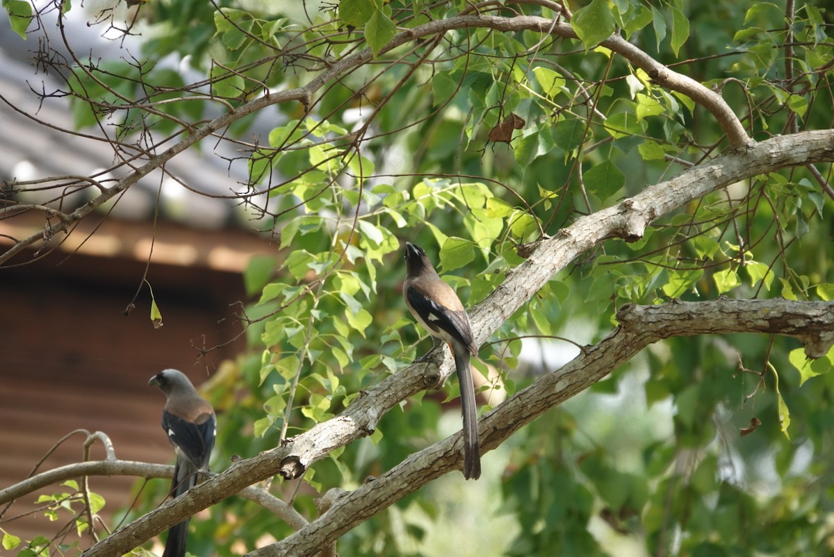 Gray Treepie - ML647343745