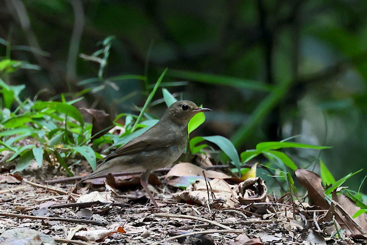 Siberian Blue Robin - ML647343752