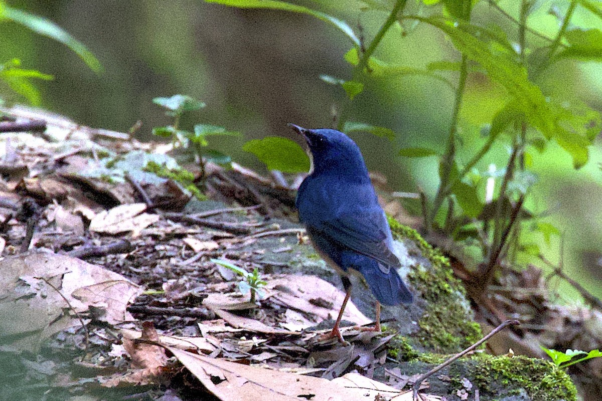 Siberian Blue Robin - ML647343753