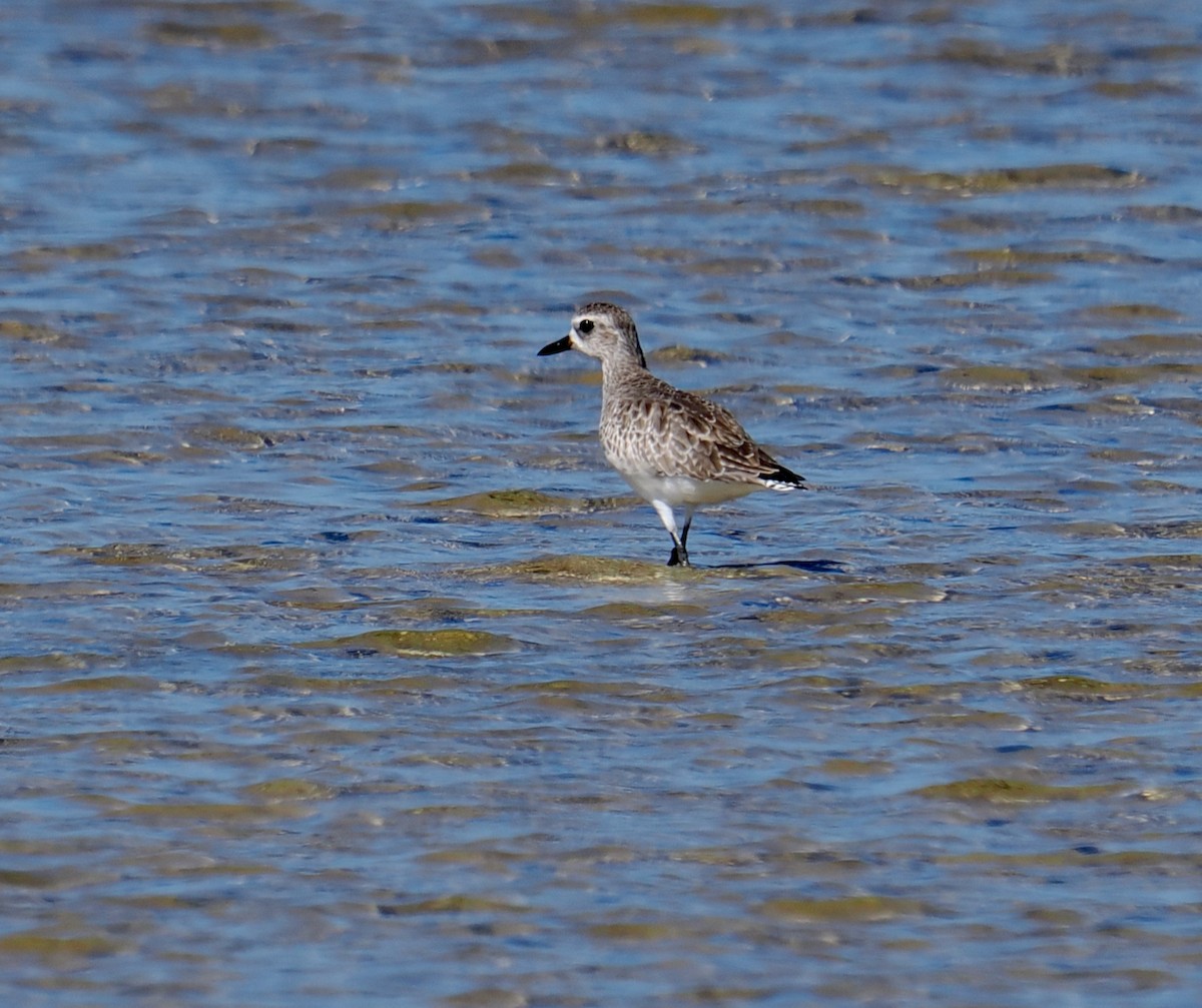 Black-bellied Plover - ML647343755
