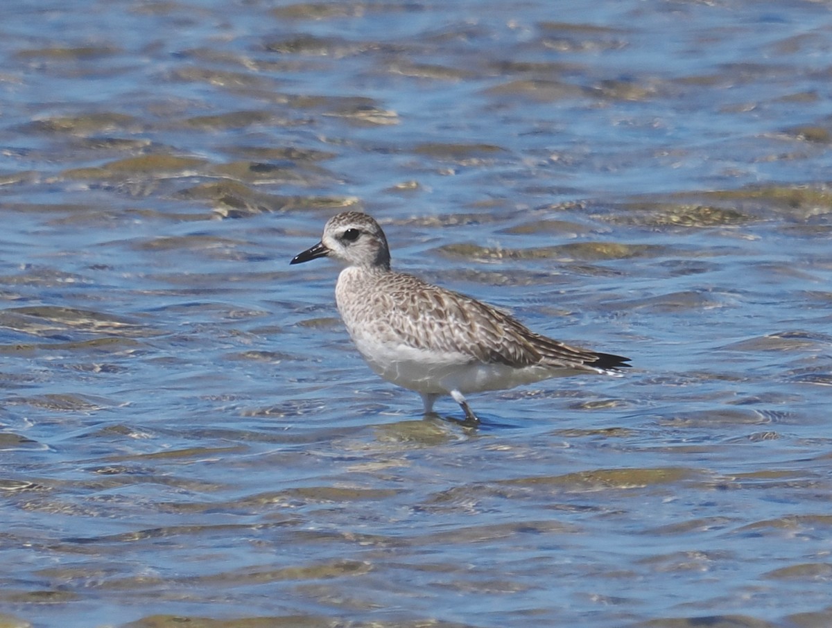 Black-bellied Plover - ML647343756