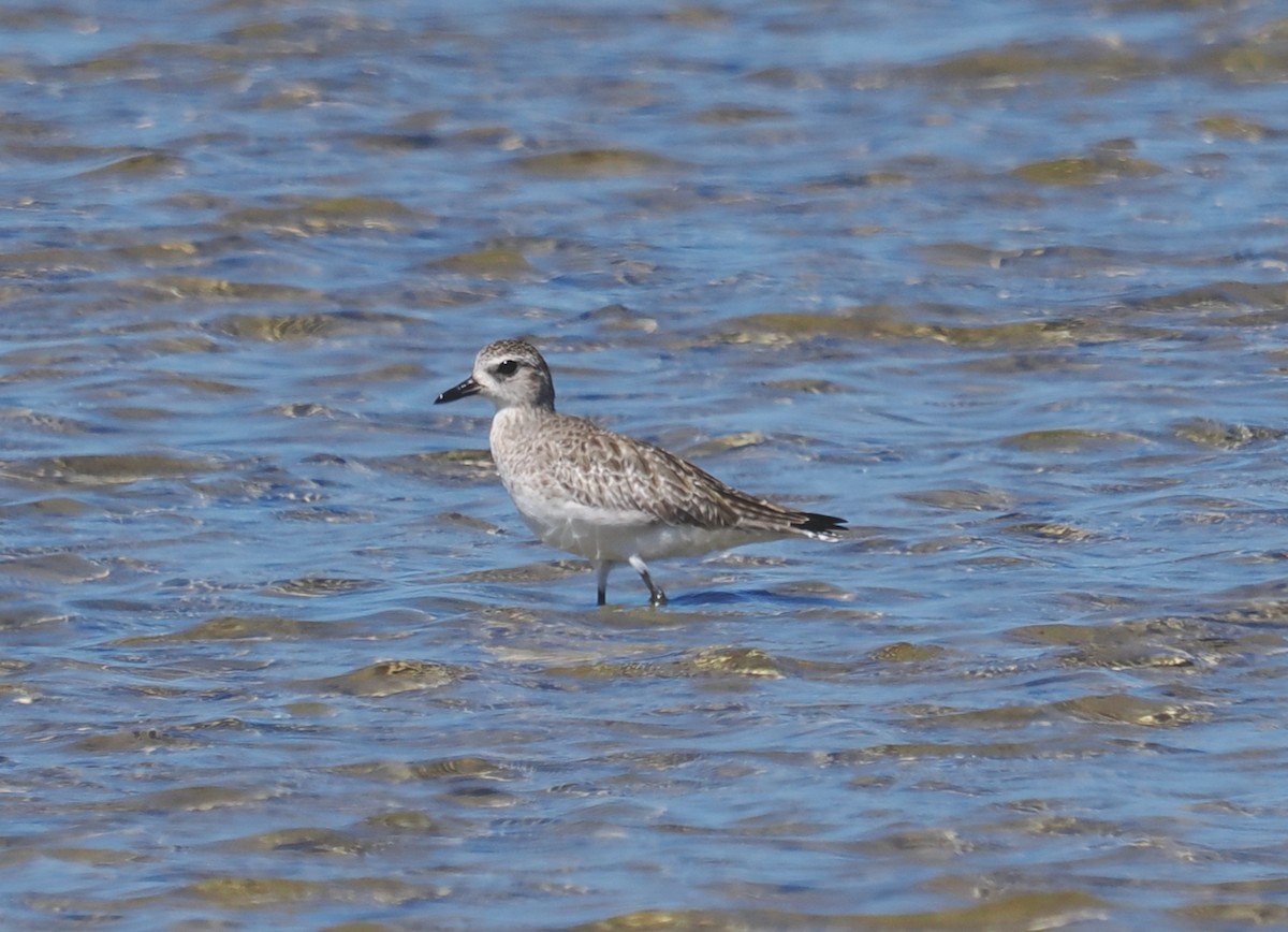 Black-bellied Plover - ML647343757