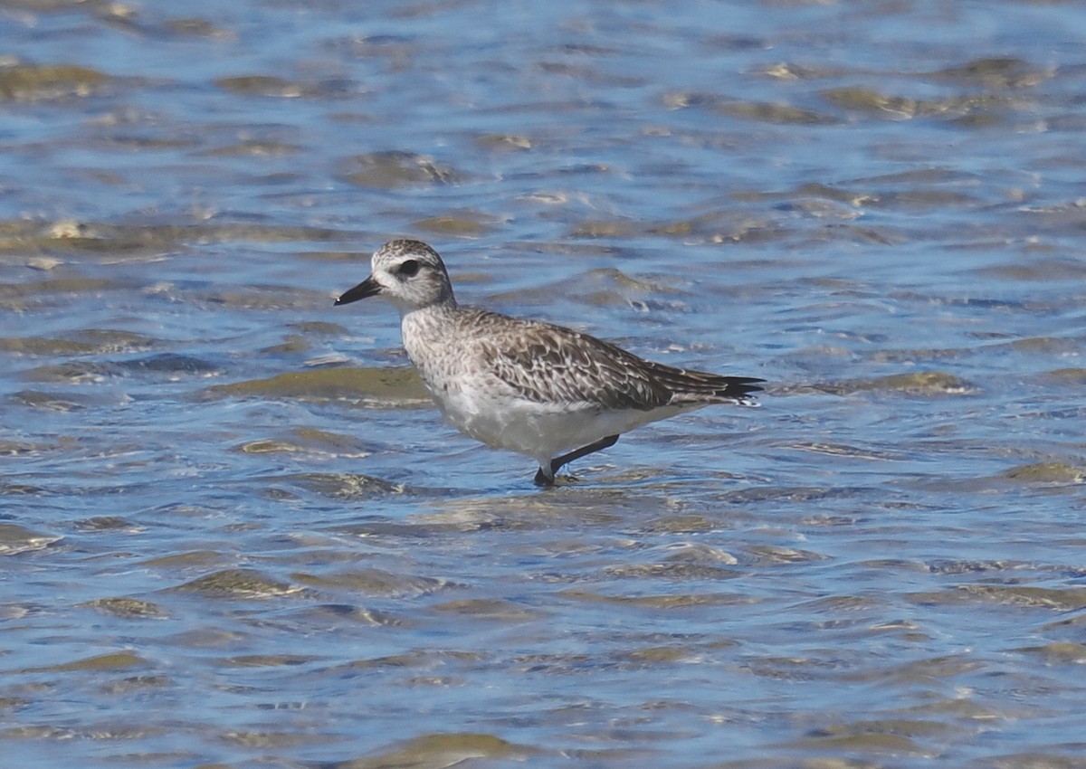 Black-bellied Plover - ML647343758