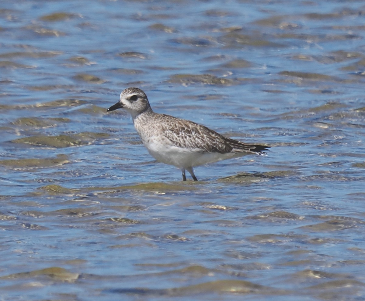 Black-bellied Plover - ML647343759